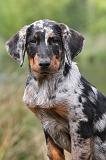 BEAUCERON - PUPPIES 094